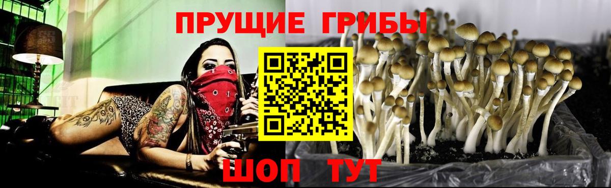Гай  Псилоцибиновые грибы ЛСД  Вход с VPN 
